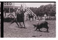Unidentified participants in Cutting Horse competition
