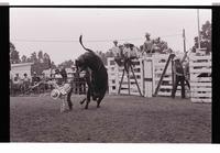 Unidentified Bull rider