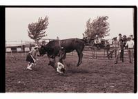 Unidentified rider on unknown Bull