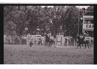 Unidentified Calf roping participant