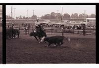 Unidentified rider in Quarter horse competition