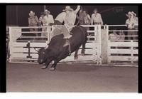 Unidentified Bull rider on unknown Bull