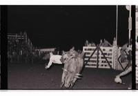 Unidentified Bull rider on unknown mount