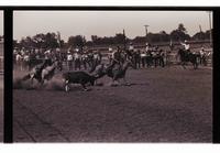 Unidentified Team ropers