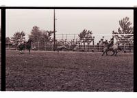 Unidentified Team ropers