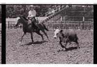 Unidentified participants in Cutting Horse competition