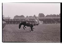 Unidentified Bareback rider
