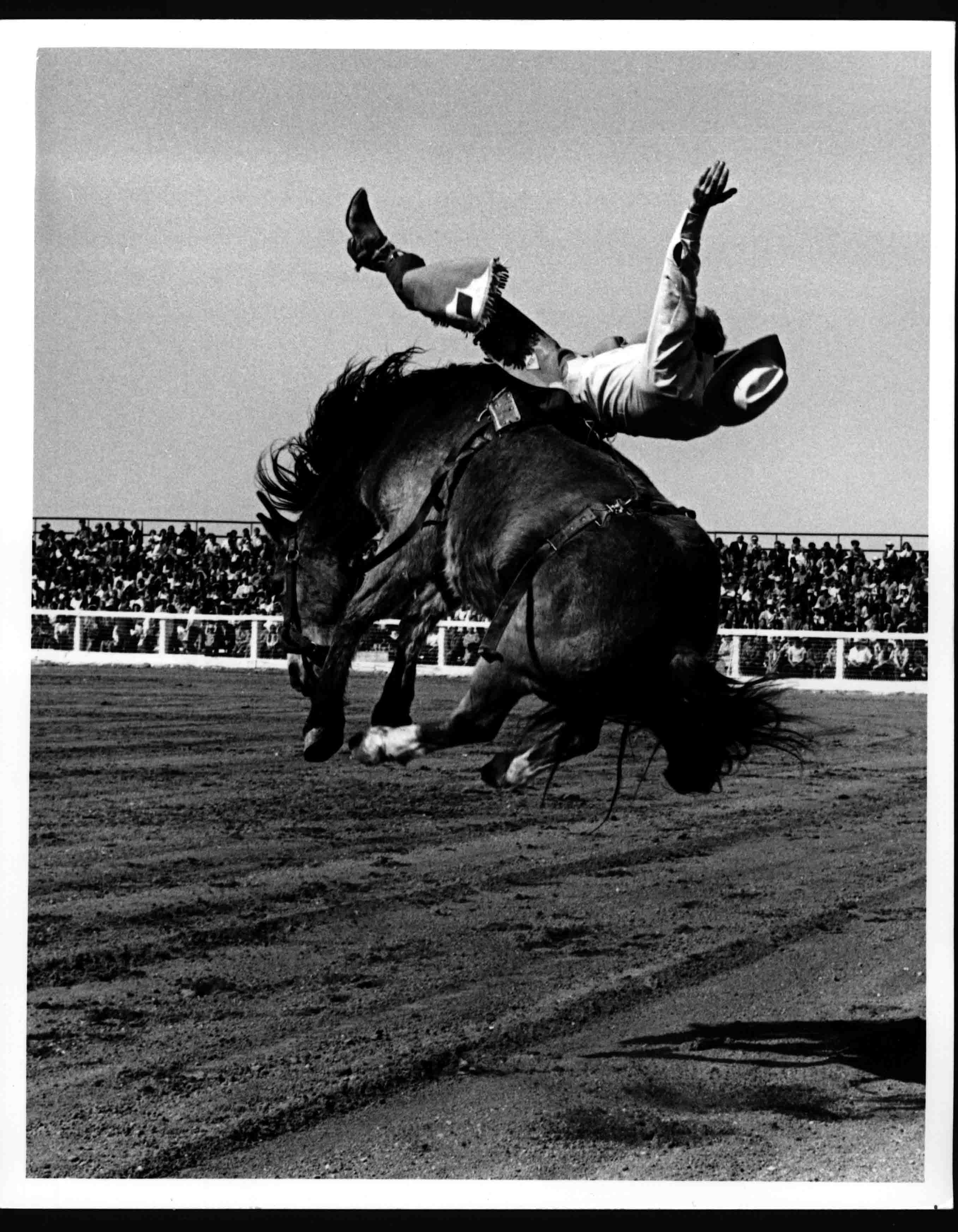 Louise Serpa Rodeo Photographs