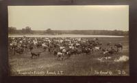 Townsend & Pickett's Ranch, I.T., The Round Up