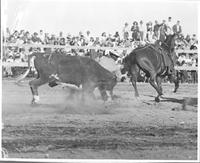 Elliot Calhoon bulldogging at the 1947 rodeo at Deming, New Mexico last October.