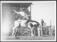 [Cowboy saddle bronc riding]