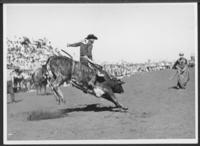 [Cowboy riding steer]