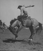 [Cowboy saddle bronc riding]