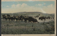 Buffalo on Miller Bros. 101 Ranch