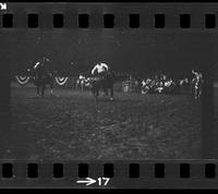 [Unknown Steer wrestler]
