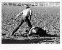 [Cowboy steer roping]