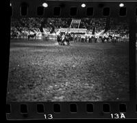Ernest Davis Steer wrestling