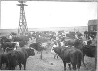 [Herd of Cattle near windmill]