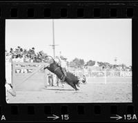 Frank Davis on Bull #36