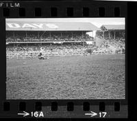 Sonny Davis Steer ropring, 20.6 Sec, Totals for 3 = 60.1