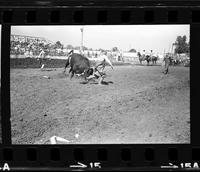 Rodeo clowns Bull fighting
