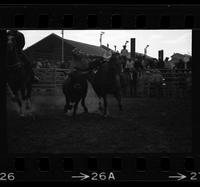 Jim Jenkins Steer wrestling