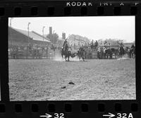 John Biggs Steer wrestling