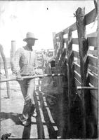 [Cowboy working a cattle chute]