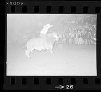 [Unknown Bull rider]