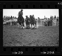 [Unknown Steer wrestler]