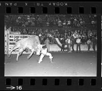 [Unknown Bull riders}