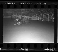 Unidentified Rodeo clowns Bull fighting