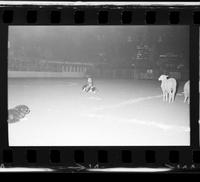 Sheep dogs