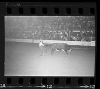 Rodeo clowns Bull fighting with Bull #36