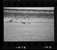 Ev Shaw Steer roping, 18.9 sec