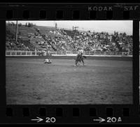 Walter Arnold Steer roping