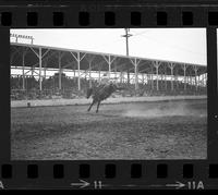 Albert Penny on Crazy Horse