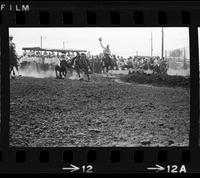 Bill Servies Steer wrestling