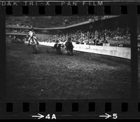 Michael Green Steer Wrestling