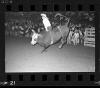 [Unknown Bull riders}