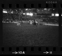 Harold Parsons Calf roping, 10.3 sec