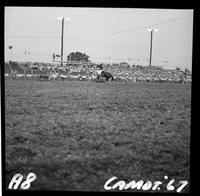 Linus Thornton Calf roping, 14.2 Sec