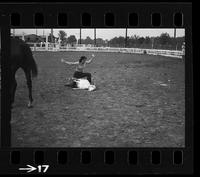 [Unknown cowgirl calf roping]