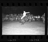 Dick Murray on Bull #55