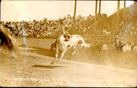 Bryant on Wild Steer Bozeman Round-Up