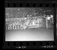 Bill Gatrell on Bull #69
