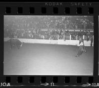 Rodeo clowns Bull fighting with Bull #36