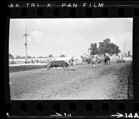 Rodeo clowns Bull fighting