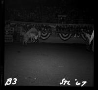 Bobby Greene on Bull #5