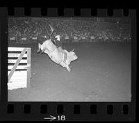 [Unknown Steer wrestler]